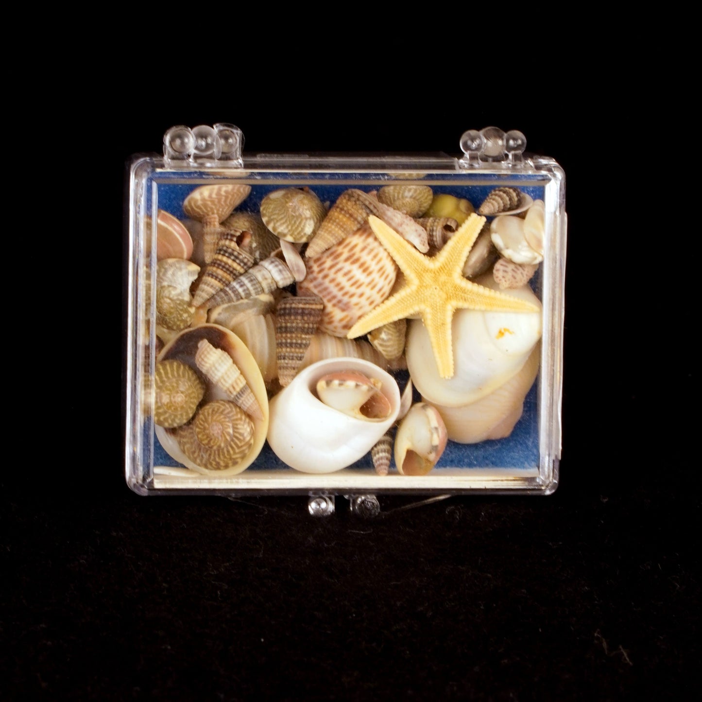 Shore Shells To Go Box